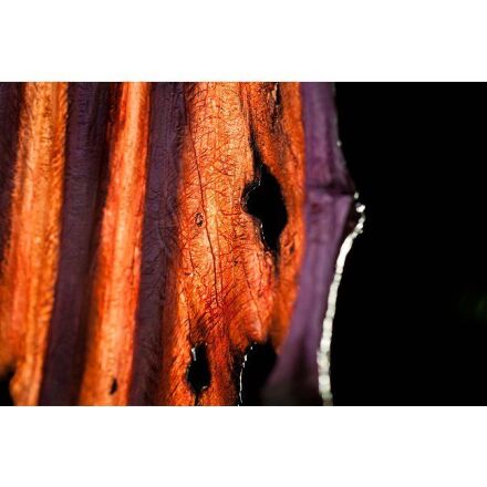 Статуетка Іллідан World of Warcraft - Illidan Statue 60 см.